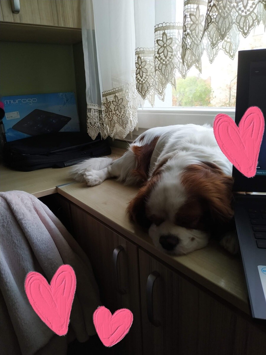 4 października obchodziliśmy Światowy Dzień Zwierząt. Oto pupile naszych Czytelników