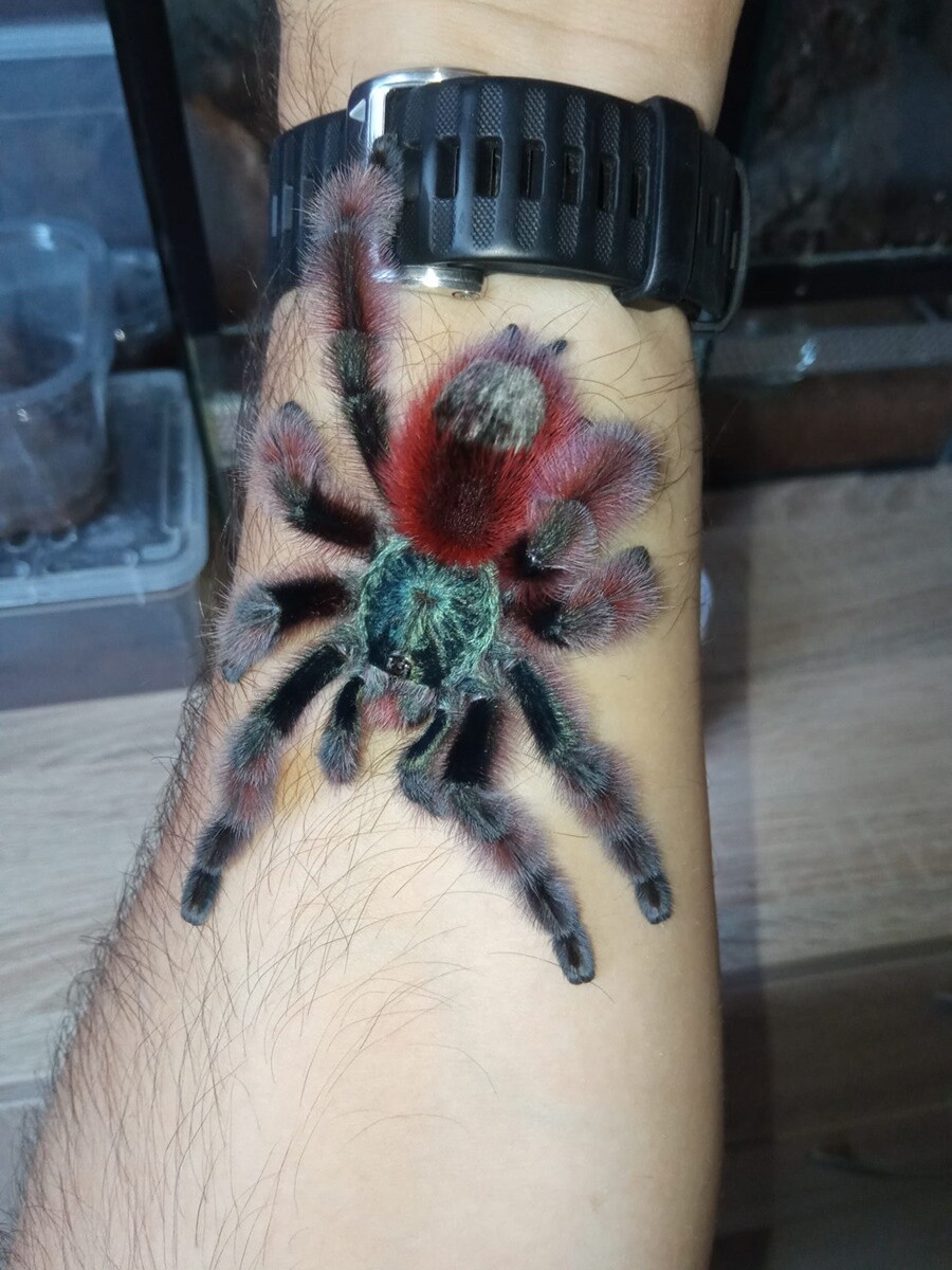 4 października obchodziliśmy Światowy Dzień Zwierząt. Oto pupile naszych Czytelników