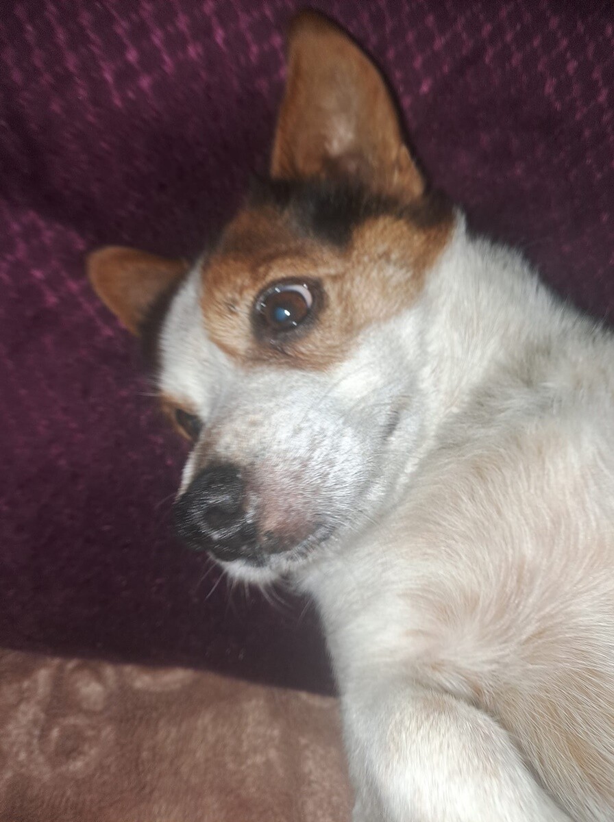 4 października obchodziliśmy Światowy Dzień Zwierząt. Oto pupile naszych Czytelników