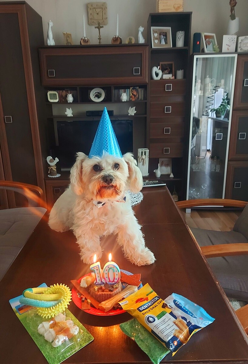 4 października obchodziliśmy Światowy Dzień Zwierząt. Oto pupile naszych Czytelników