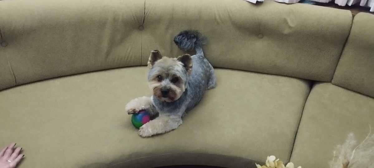 4 października obchodziliśmy Światowy Dzień Zwierząt. Oto pupile naszych Czytelników