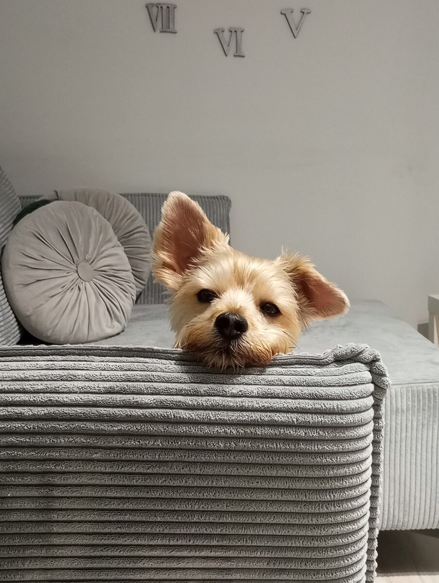 4 października obchodziliśmy Światowy Dzień Zwierząt. Oto pupile naszych Czytelników