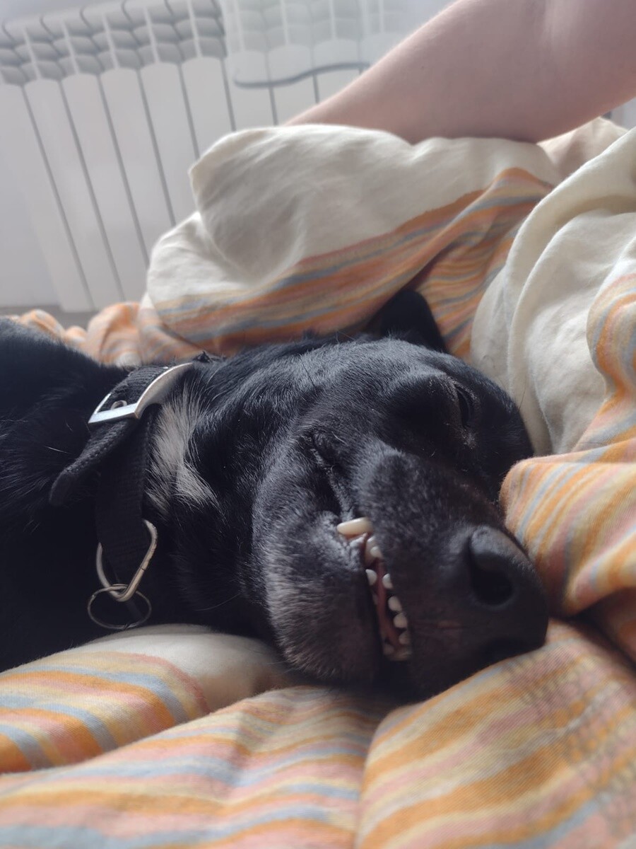 4 października obchodziliśmy Światowy Dzień Zwierząt. Oto pupile naszych Czytelników