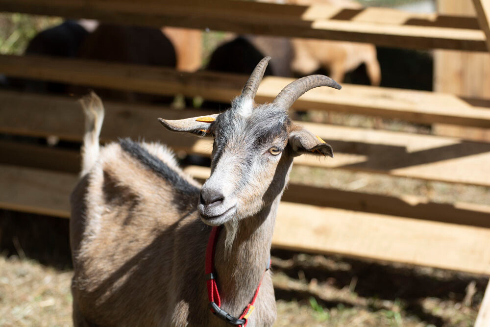 Farma Dyniowa w Rudzie Śląskiej w końcu otwarta! / fot. Marek Faber