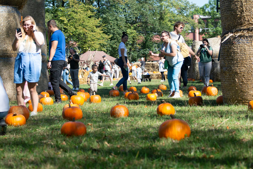 Farma Dyniowa w Rudzie Śląskiej w końcu otwarta! / fot. Marek Faber