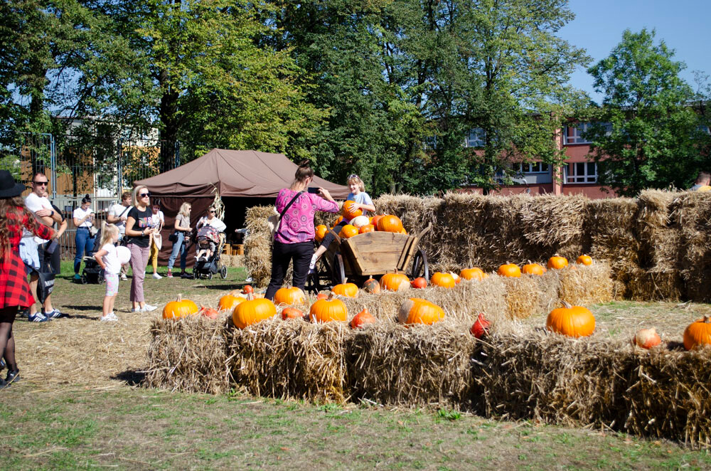 Farma Dyniowa w Rudzie Śląskiej w końcu otwarta! / fot. Marek Faber