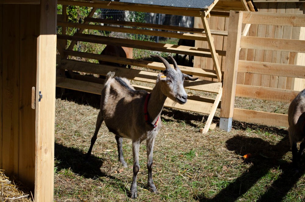 Farma Dyniowa w Rudzie Śląskiej w końcu otwarta! / fot. Marek Faber