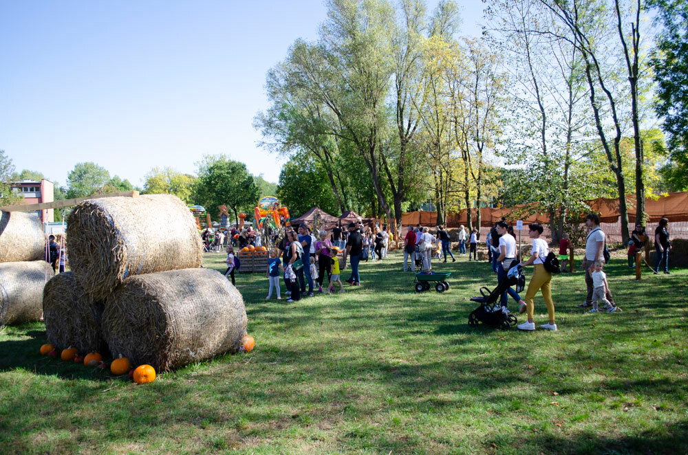 Farma Dyniowa w Rudzie Śląskiej w końcu otwarta! / fot. Marek Faber