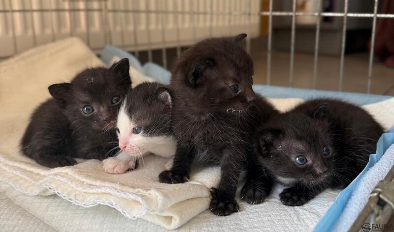 "Fauna" pilnie potrzebuje mleka w proszku dla kociąt!