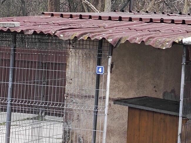 Fauna uruchomiła zbiórkę na remont schroniskowych boksów, bud i pomieszczeń dla psów!