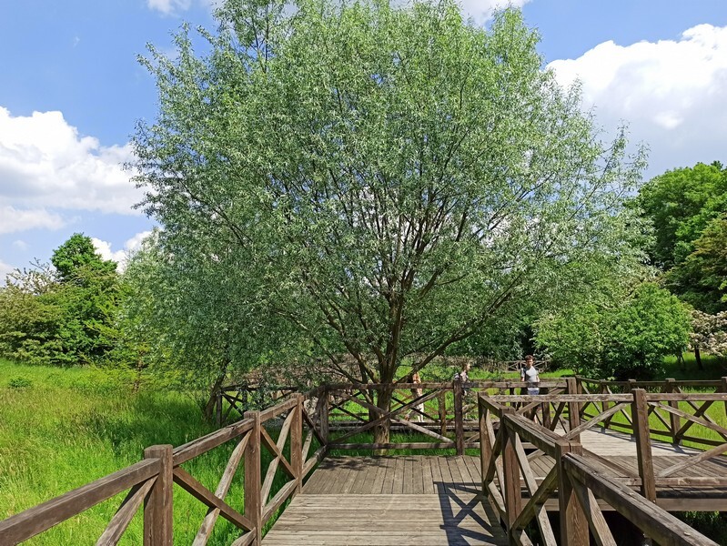 Arkadia w centrum województwa śląskiego? Tak, Śląski Ogród Botaniczny w Mikołowie zasługuje na miano sielskiej krainy. Tu życie biegnie powoli, a spacerując malowniczymi alejkami, podziwiamy cuda przyrody, wsłuchując się w kojące ptasie trele. Macie wolne popołudnie? Koniecznie wybierzcie się do Mikołowa. Wycieczka gwarantuje wytchnienie od wielkomiejskiego życia i relaks na łonie natury. 