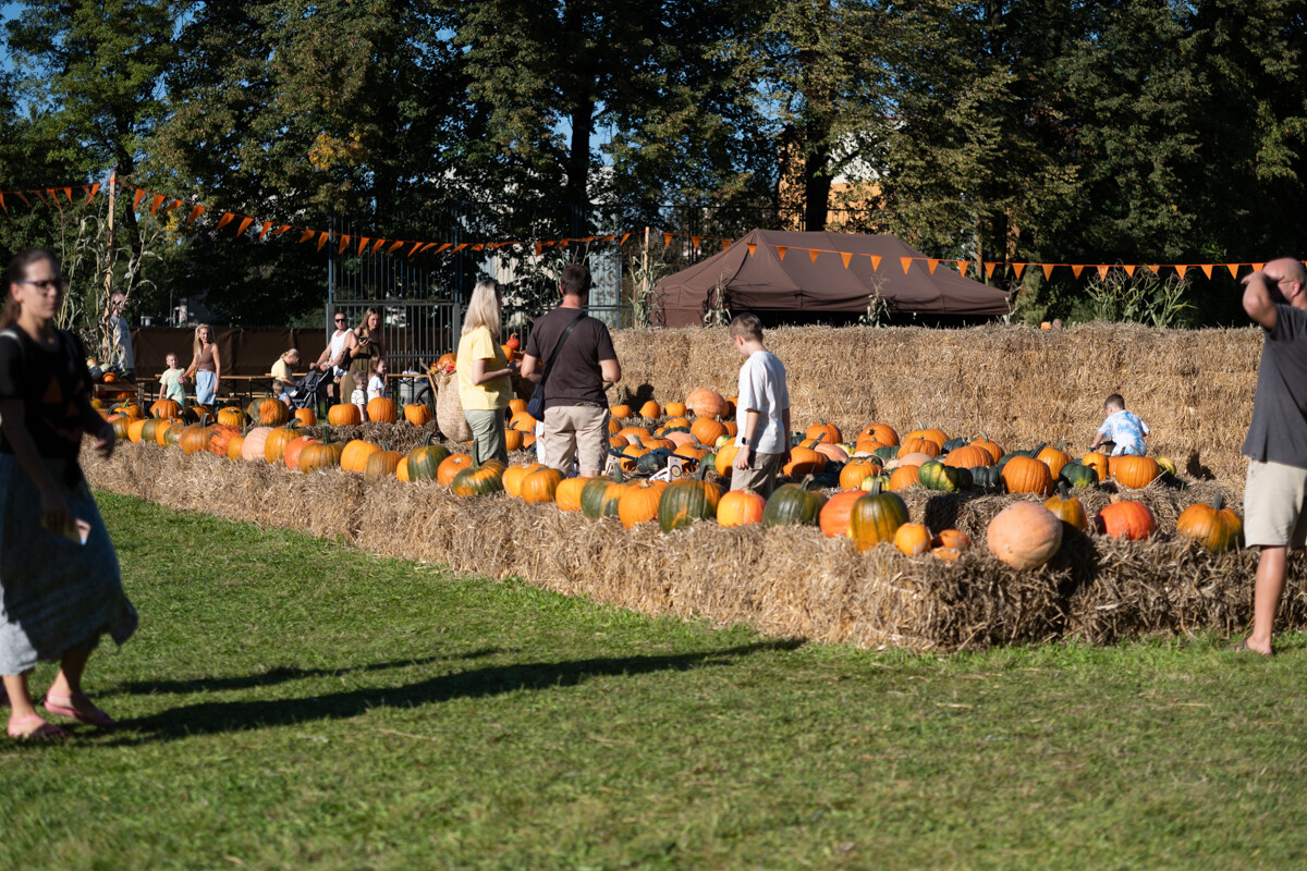 W mieście pojawiła się kolorowa dyniowa farma! / fot. Marek Faber