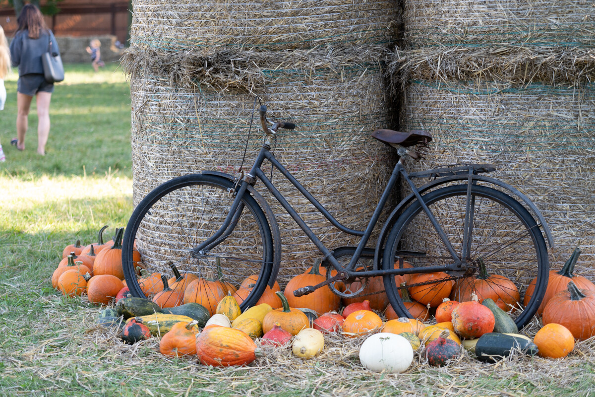 W mieście pojawiła się kolorowa dyniowa farma! / fot. Marek Faber