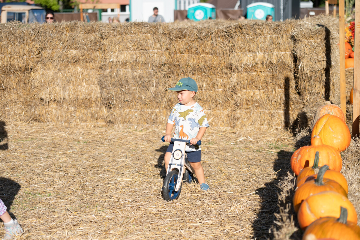 W mieście pojawiła się kolorowa dyniowa farma! / fot. Marek Faber