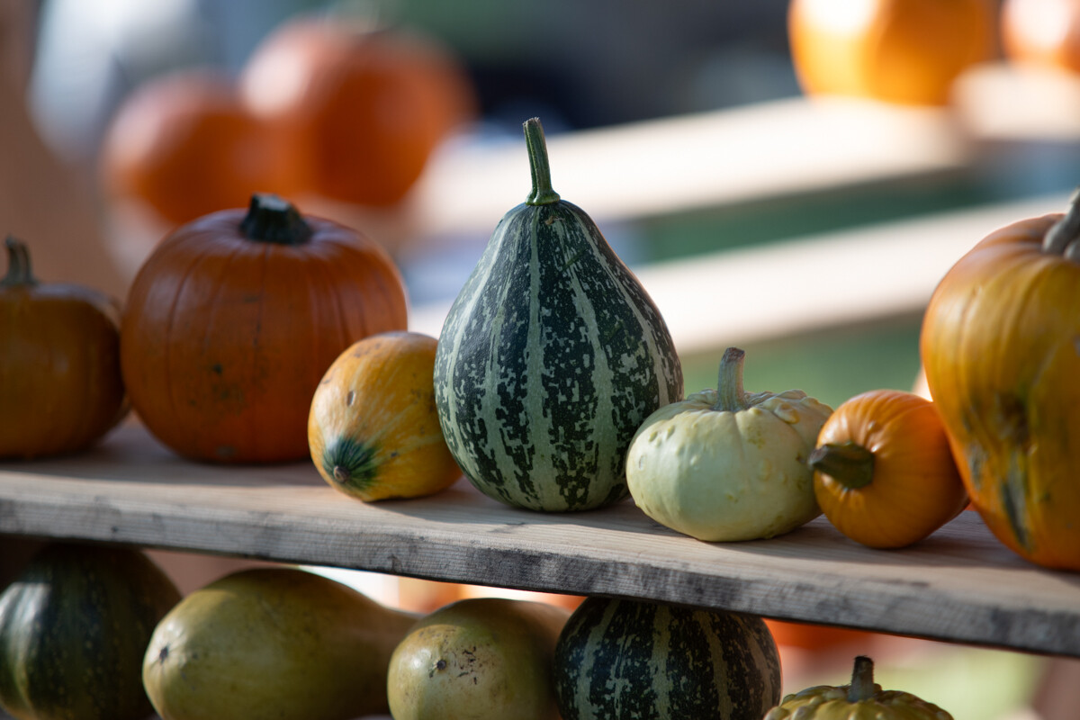 W mieście pojawiła się kolorowa farma dyniowa! / fot. Marek Faber
