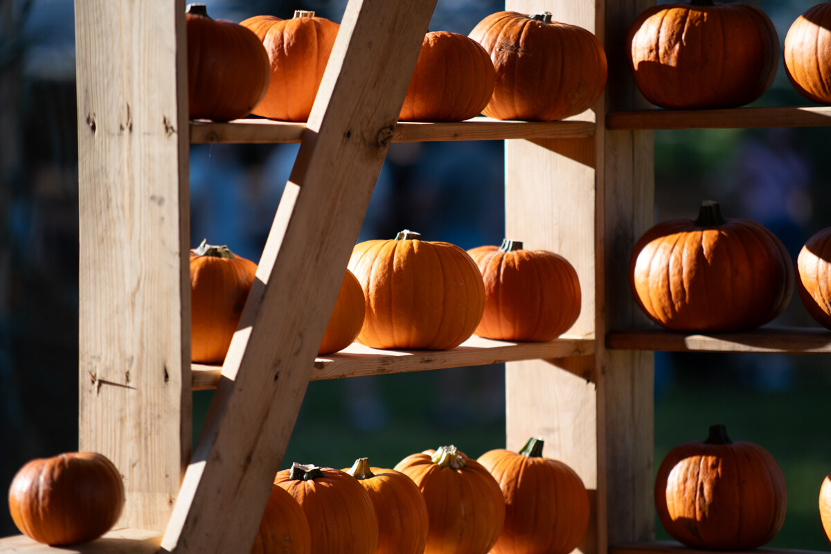 W mieście pojawiła się kolorowa farma dyniowa! / fot. Marek Faber