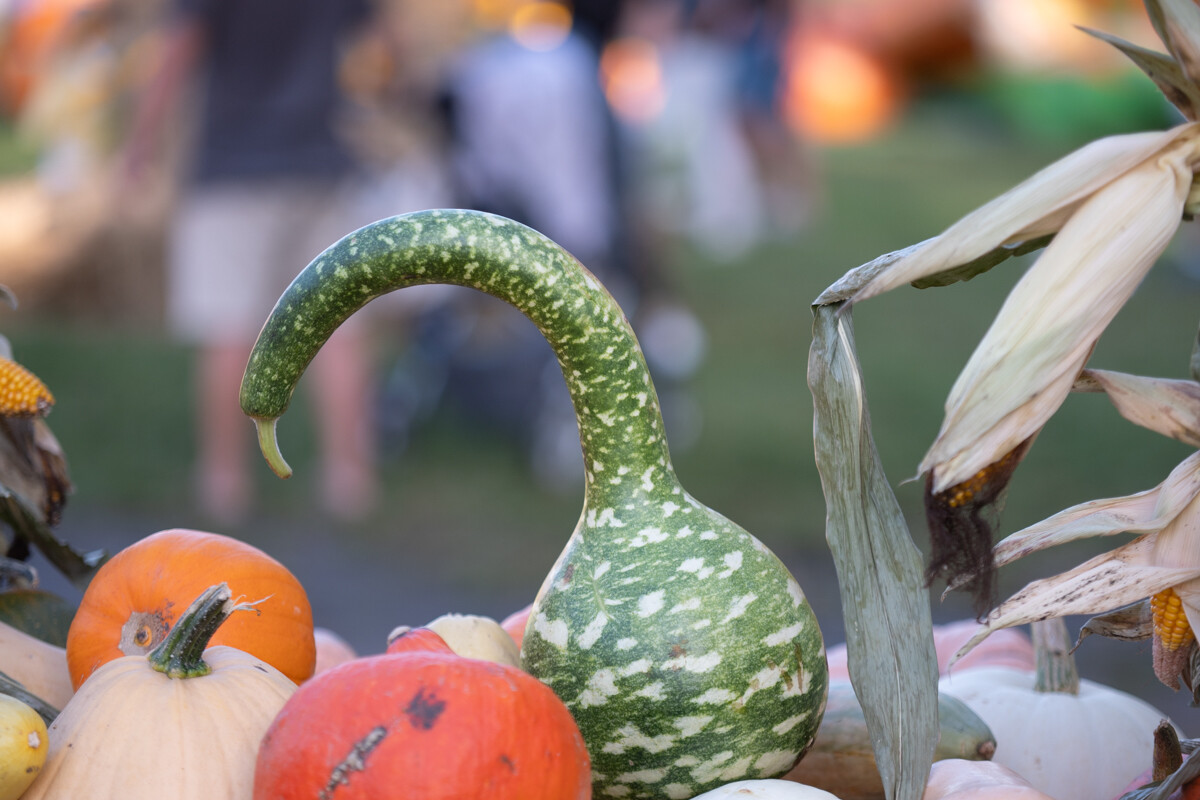 W mieście pojawiła się kolorowa farma dyniowa! / fot. Marek Faber