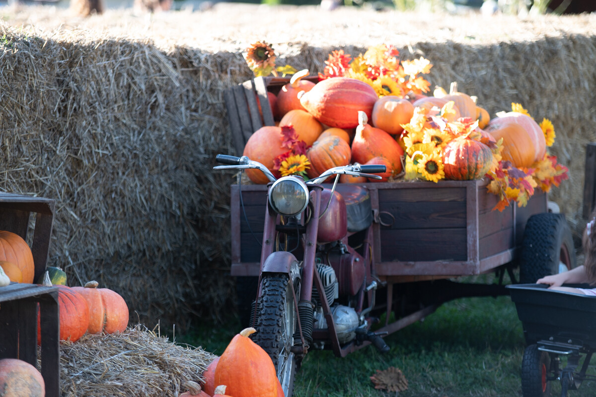 W mieście pojawiła się kolorowa farma dyniowa! / fot. Marek Faber