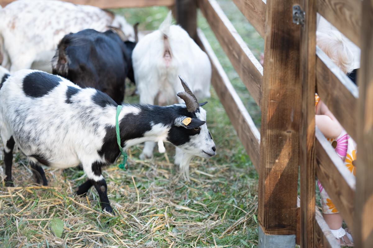 W mieście pojawiła się kolorowa farma dyniowa! / fot. Marek Faber