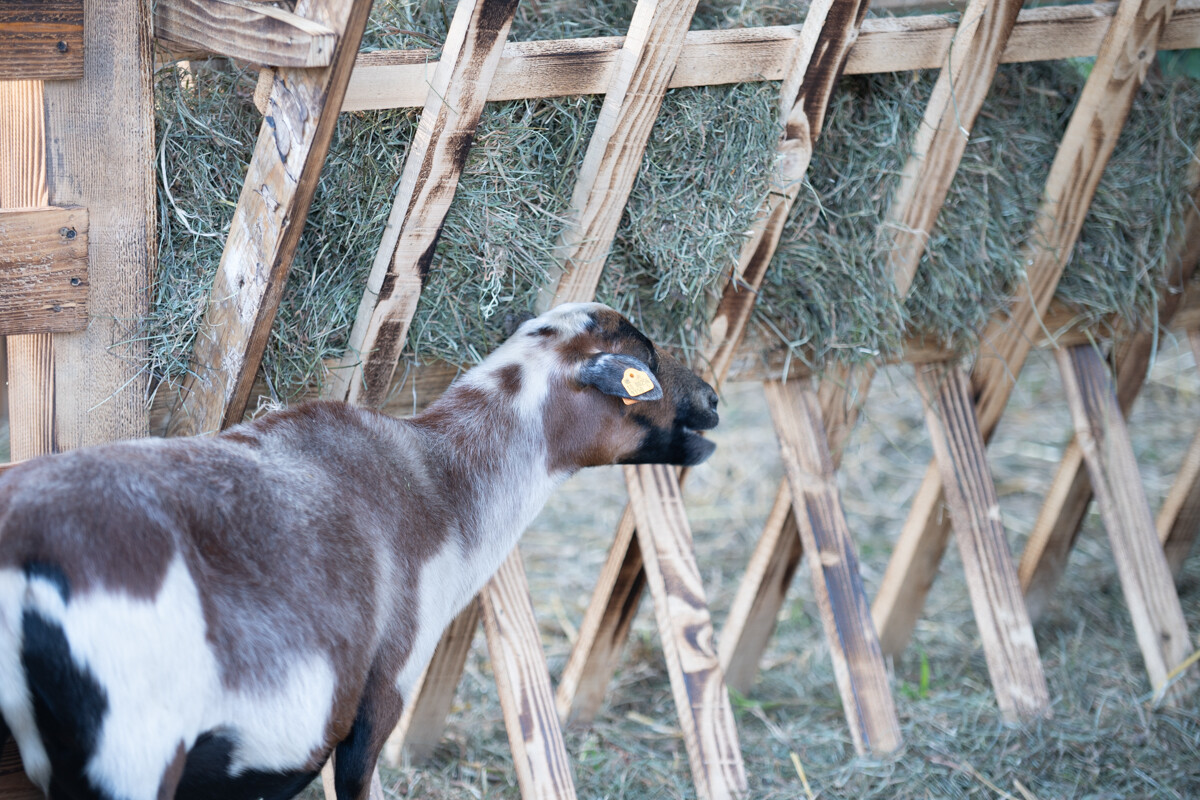 W mieście pojawiła się kolorowa farma dyniowa! / fot. Marek Faber