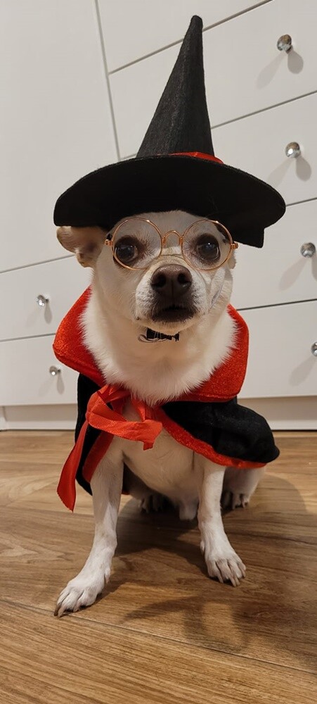 Halloween. / fot. Czytelnicy