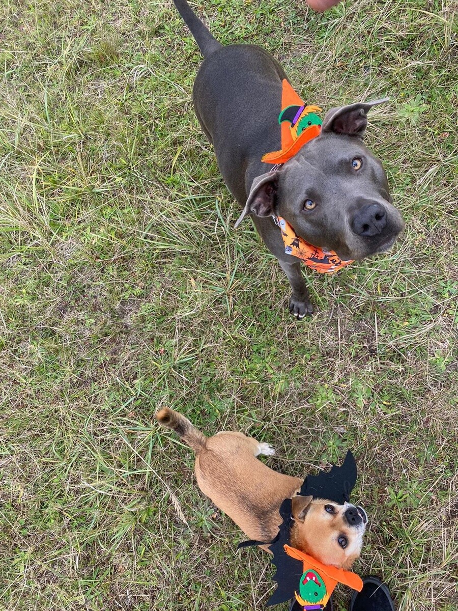 Halloween w Rudzie Śląskiej już za nami! Zobaczcie zdjęcia naszych Czytelników