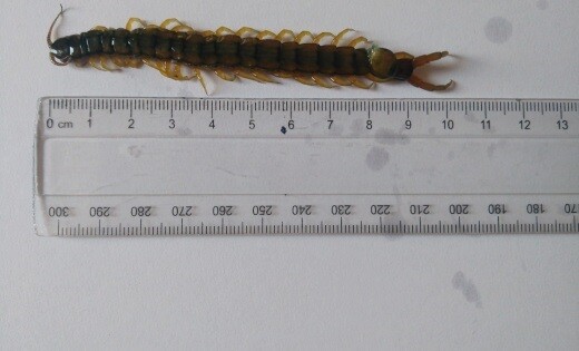 Jadowita skolopendra w jednym z mieszkań w Halembie