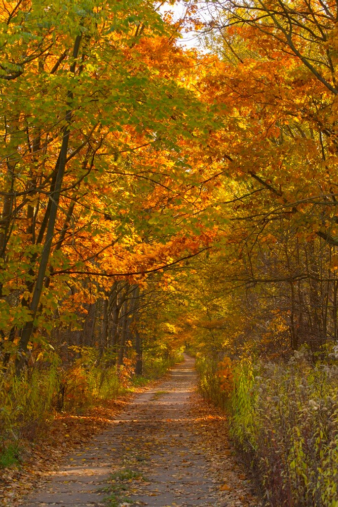Jesień w lesie. / fot. Marek Faber