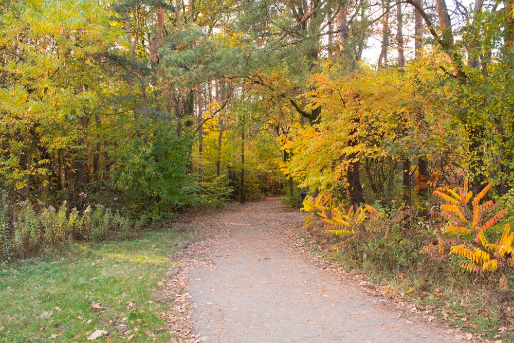 Jesień w lesie. / fot. Marek Faber