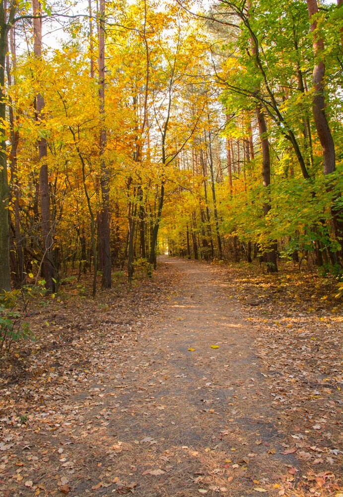 Jesień w lesie. / fot. Marek Faber