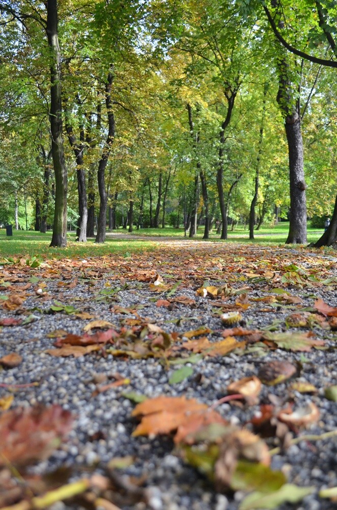 Rudzki fotograf Jacek Knapik wybrał się na wycieczkę po Rudzie Śląskiej w poszukiwaniu złotej rudzkiej jesieni. Zobacz, co uchwycił w swoim obiektywie.

fot. Jacek Knapik