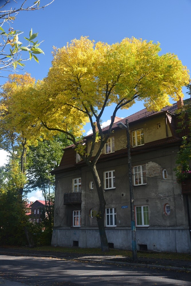 Fotograf Jacek Knapik wybrał się na wycieczkę po Rudzie Śląskiej w poszukiwaniu złotej rudzkiej jesieni.
