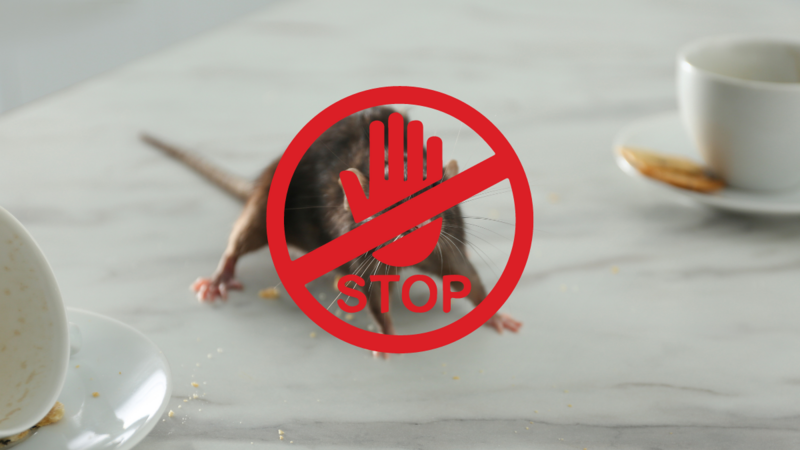 Kiedy szczury przejmują kontrolę. Jak walczyć z gryzoniami, zanim będzie za późno?