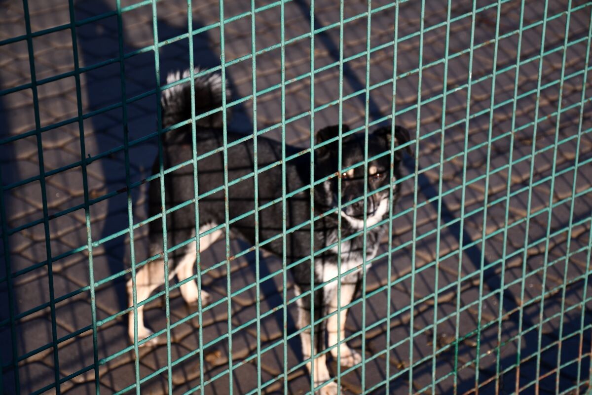 Przez cały weekend 21-22 grudnia w Schronisku dla Zwierząt TOZ "Fauna" organizowany jest kiermasz Świąteczny!