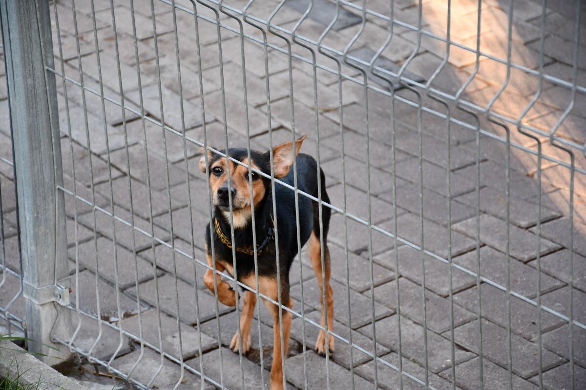 Przez cały weekend 21-22 grudnia w Schronisku dla Zwierząt TOZ "Fauna" organizowany jest kiermasz Świąteczny!