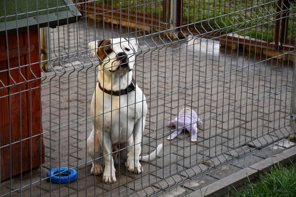 Przez cały weekend 21-22 grudnia w Schronisku dla Zwierząt TOZ "Fauna" organizowany jest kiermasz Świąteczny!