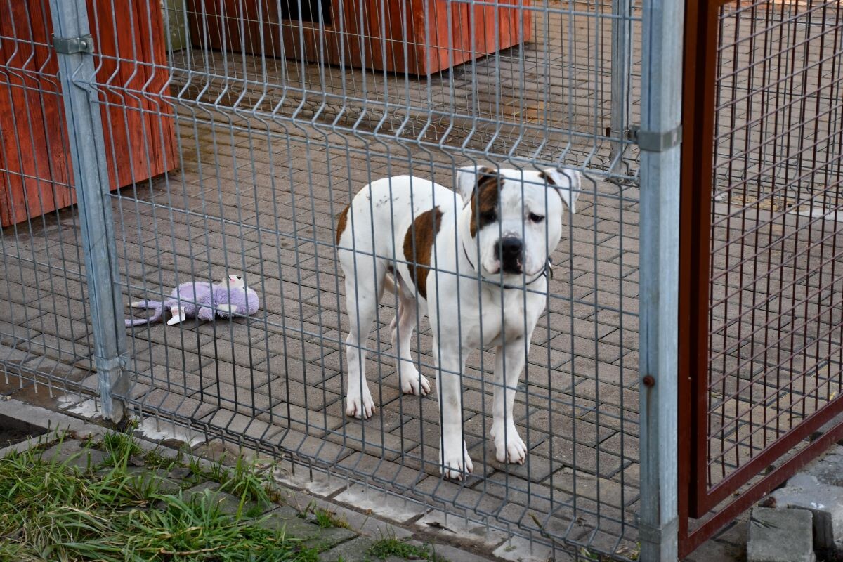 Przez cały weekend 21-22 grudnia w Schronisku dla Zwierząt TOZ "Fauna" organizowany jest kiermasz Świąteczny!