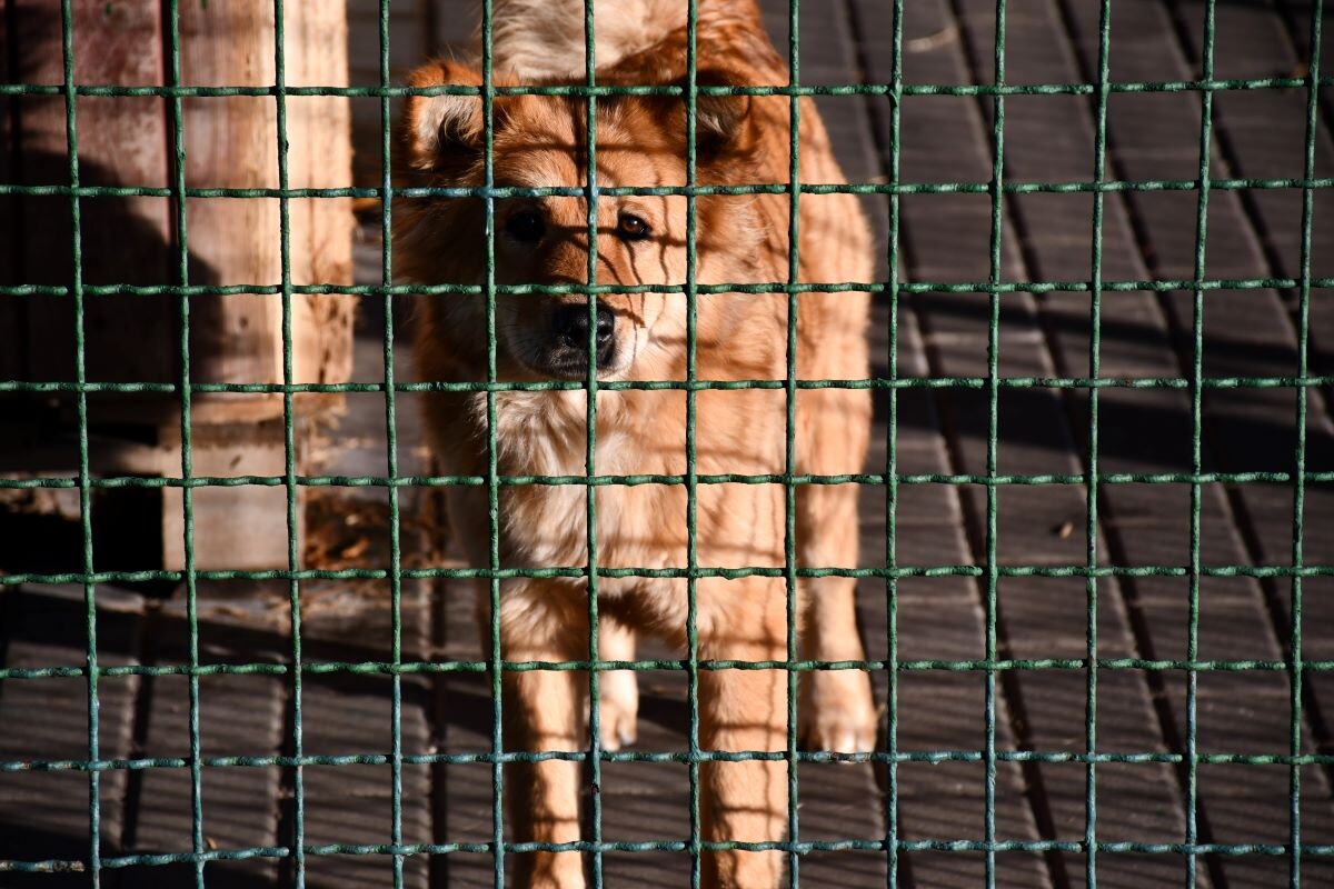 Przez cały weekend 21-22 grudnia w Schronisku dla Zwierząt TOZ "Fauna" organizowany jest kiermasz Świąteczny!