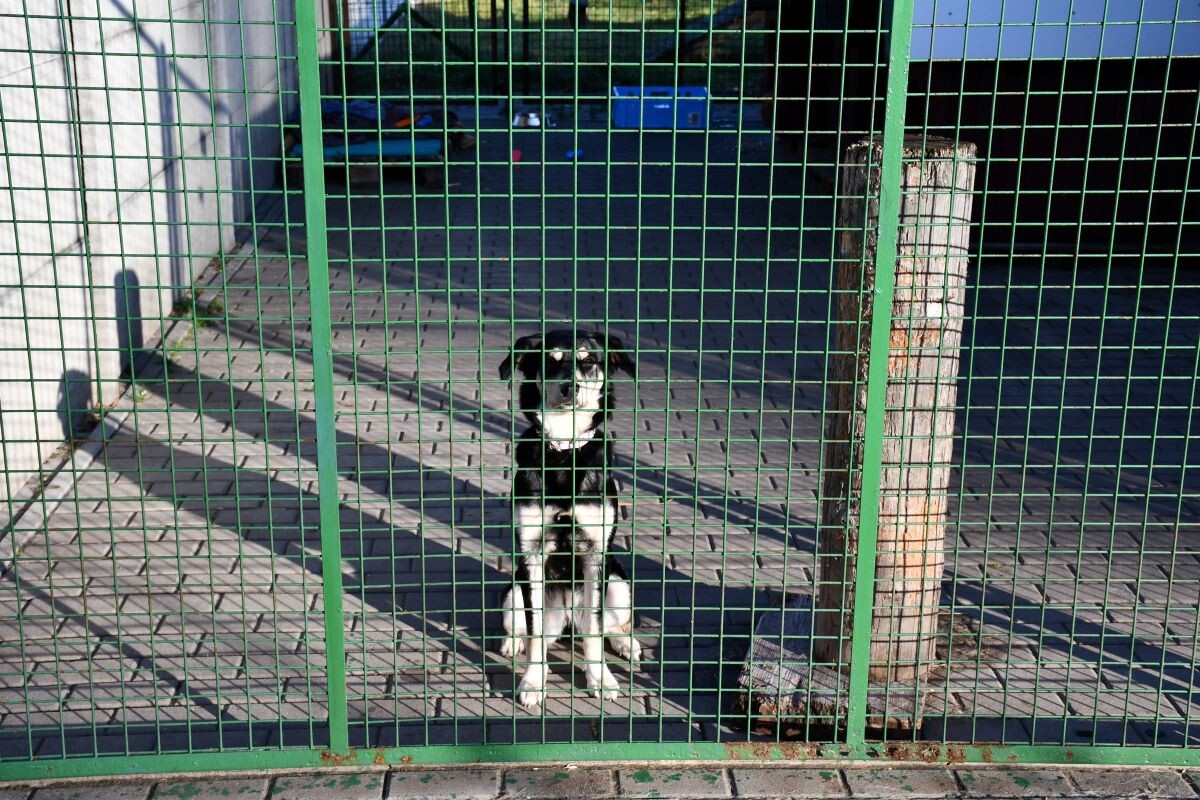 Przez cały weekend 21-22 grudnia w Schronisku dla Zwierząt TOZ "Fauna" organizowany jest kiermasz Świąteczny!