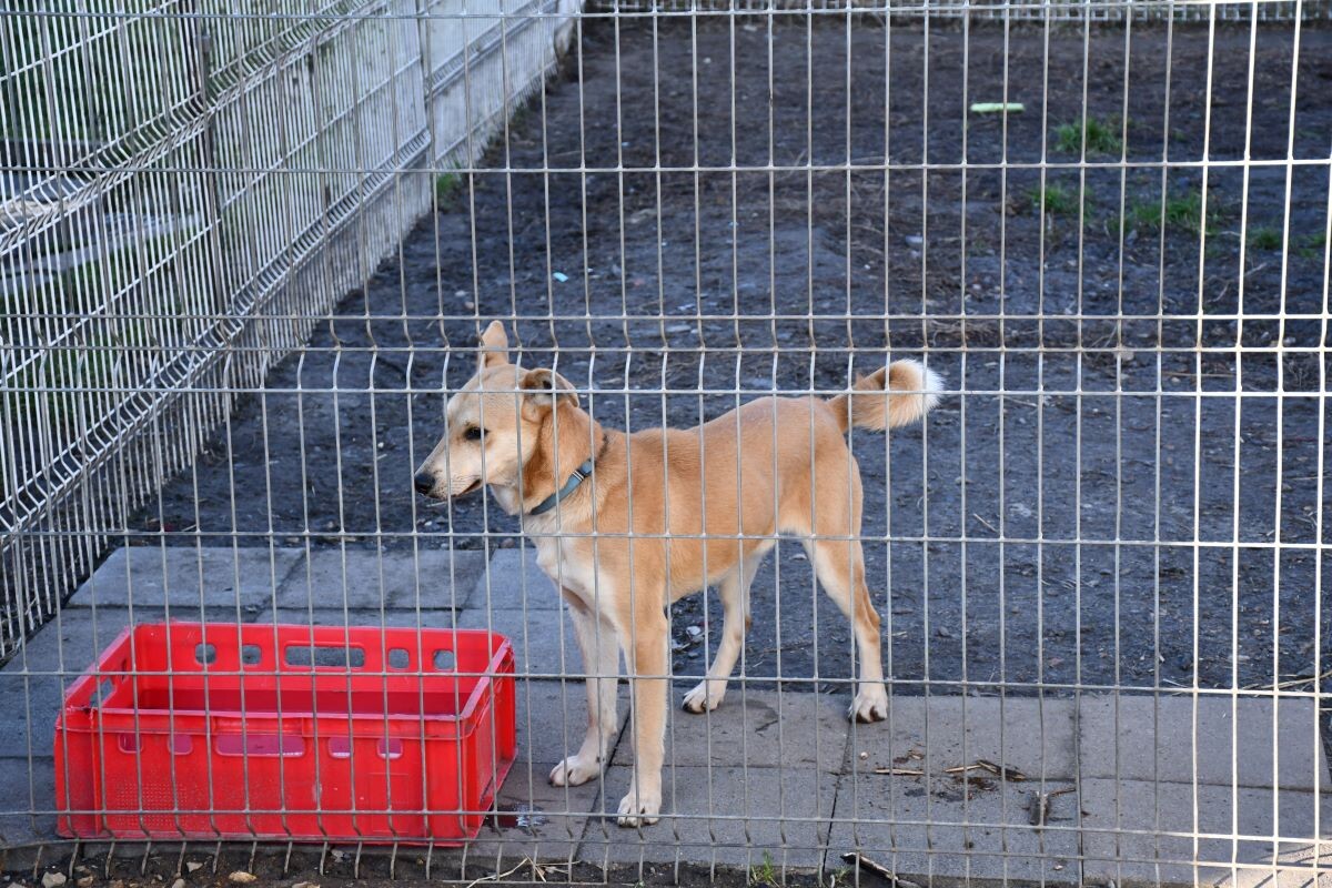 Przez cały weekend 21-22 grudnia w Schronisku dla Zwierząt TOZ "Fauna" organizowany jest kiermasz Świąteczny!