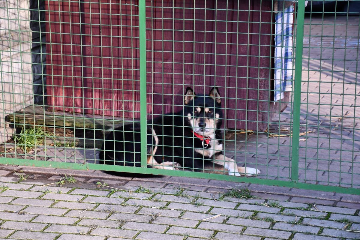 Przez cały weekend 21-22 grudnia w Schronisku dla Zwierząt TOZ "Fauna" organizowany jest kiermasz Świąteczny!