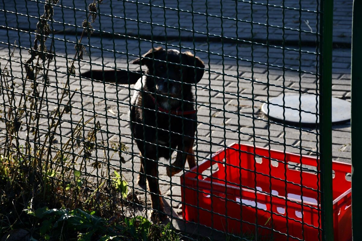 Przez cały weekend 21-22 grudnia w Schronisku dla Zwierząt TOZ "Fauna" organizowany jest kiermasz Świąteczny!