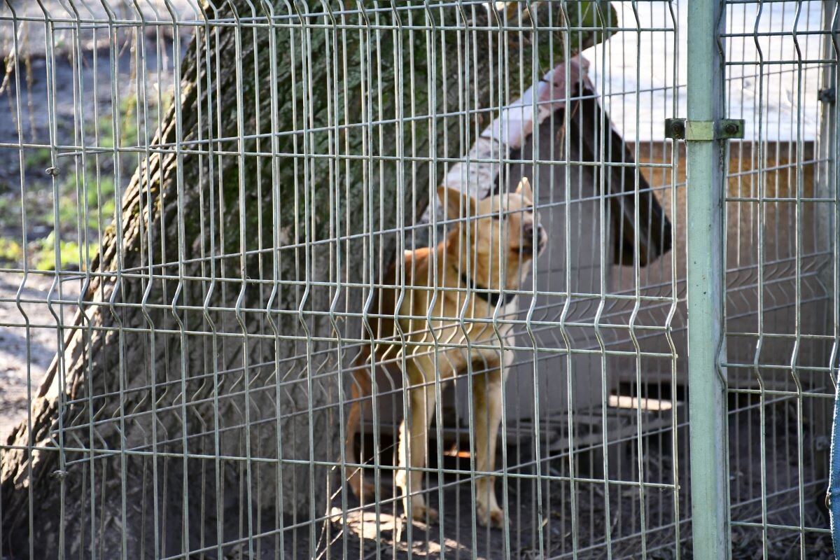 Przez cały weekend 21-22 grudnia w Schronisku dla Zwierząt TOZ "Fauna" organizowany jest kiermasz Świąteczny!