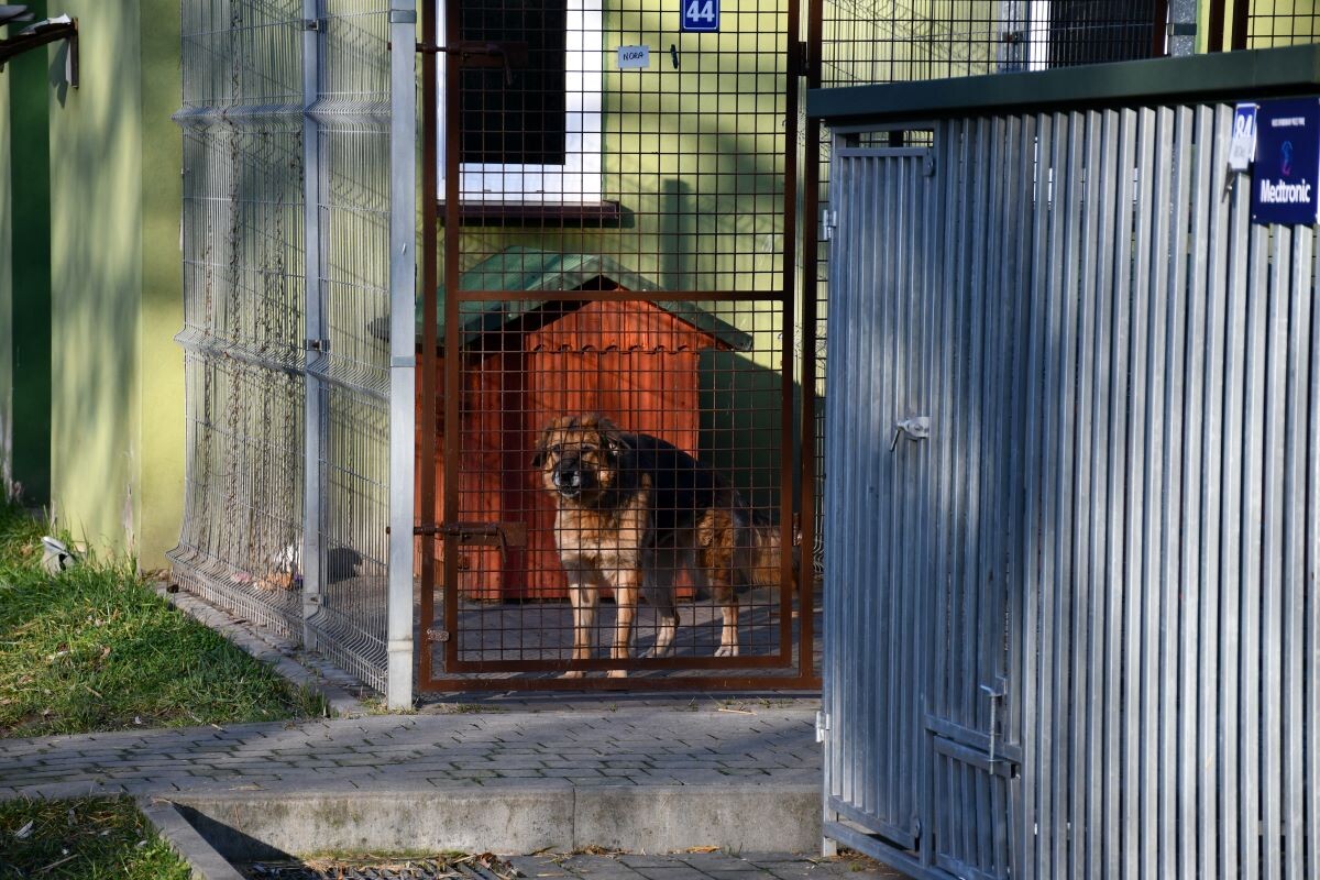 Przez cały weekend 21-22 grudnia w Schronisku dla Zwierząt TOZ "Fauna" organizowany jest kiermasz Świąteczny!