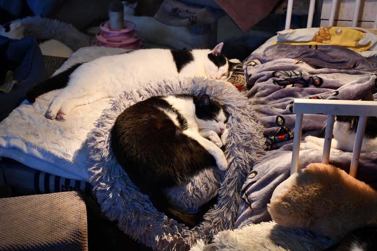 Przez cały weekend 21-22 grudnia w Schronisku dla Zwierząt TOZ "Fauna" organizowany jest kiermasz Świąteczny!