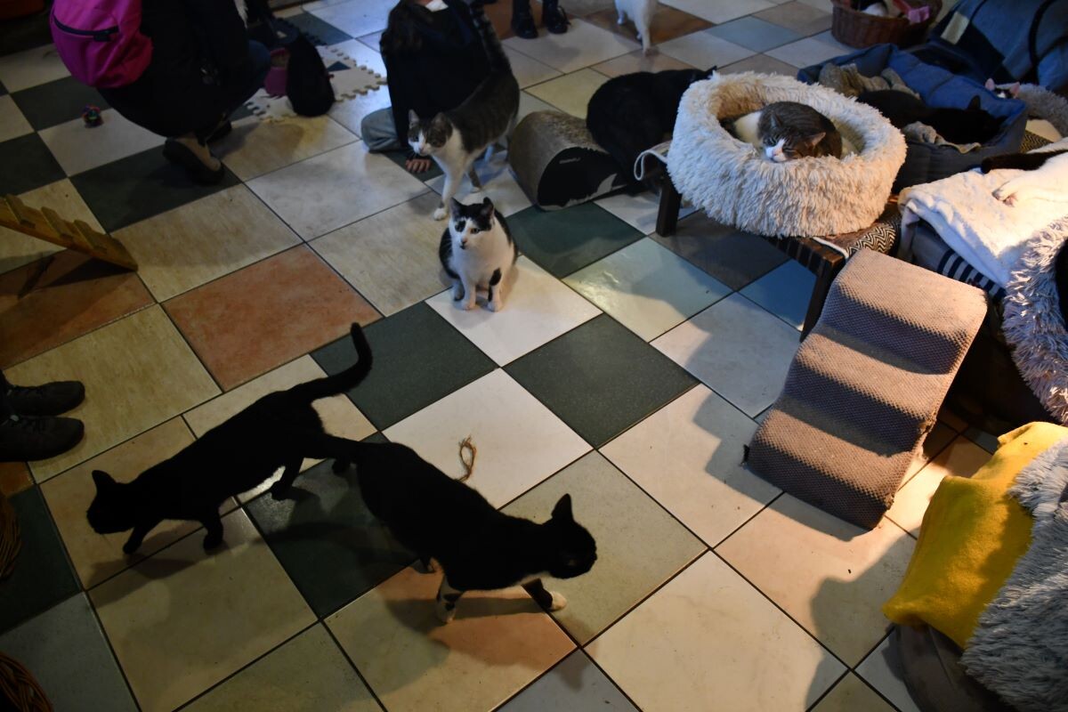 Przez cały weekend 21-22 grudnia w Schronisku dla Zwierząt TOZ "Fauna" organizowany jest kiermasz Świąteczny!