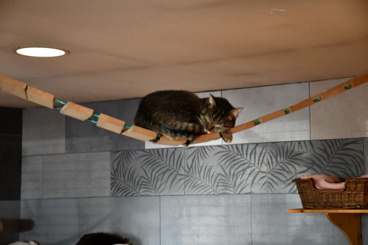 Przez cały weekend 21-22 grudnia w Schronisku dla Zwierząt TOZ "Fauna" organizowany jest kiermasz Świąteczny!