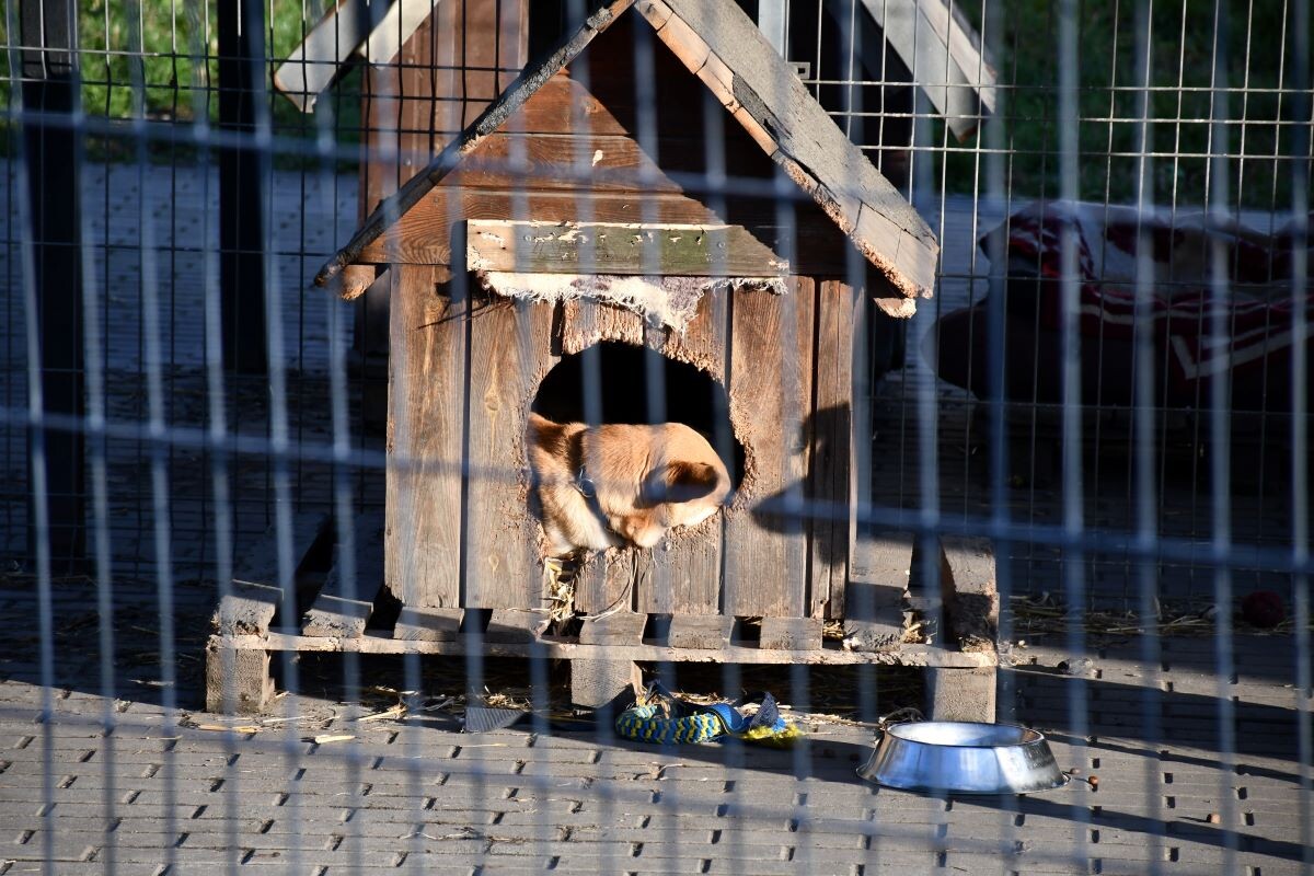 Przez cały weekend 21-22 grudnia w Schronisku dla Zwierząt TOZ "Fauna" organizowany jest kiermasz Świąteczny!