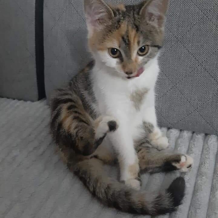 Nasz Kicia MiMi..
dzielnica: Bykowina