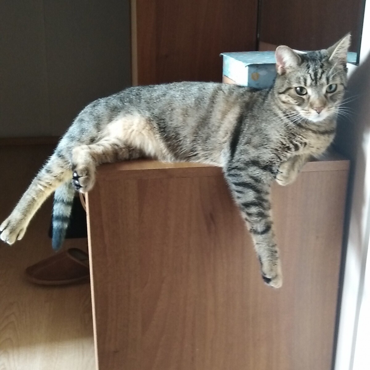 Kocurek Tygrysek 
dzielnica: Ruda Śląska 1